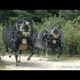 Pentagon's New Mechanical Horse Is Smart Enough to Follow Its Masters